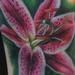 Stargazer Lilly Tattoo Tattoo Design Thumbnail